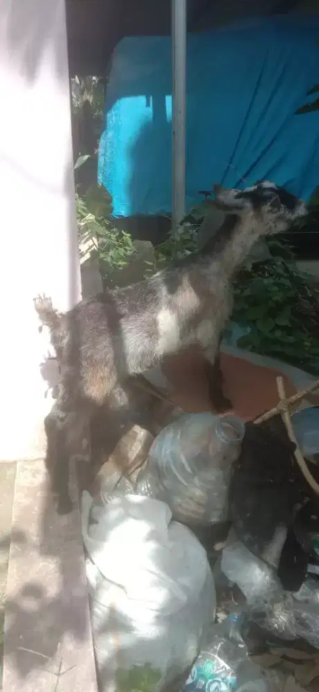 Kambing embe betjna sehat gemuk bagus silahkan makan lahap