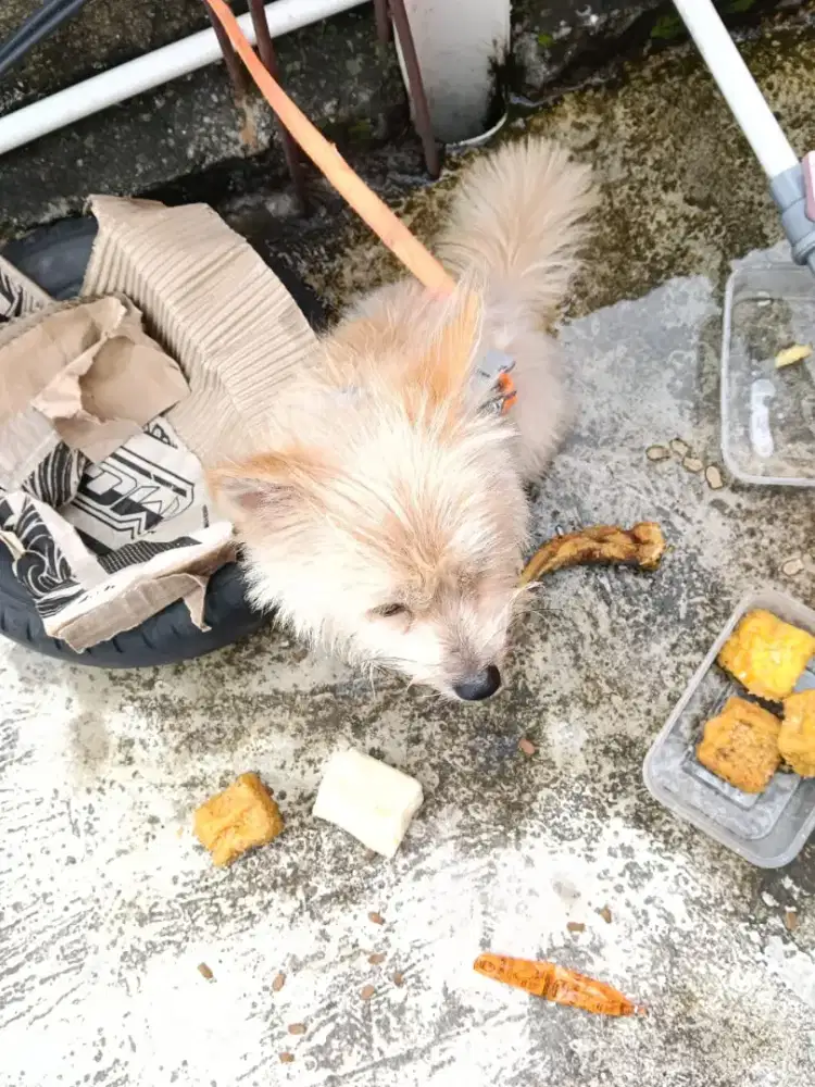 DI JUAL anjing peliharaan