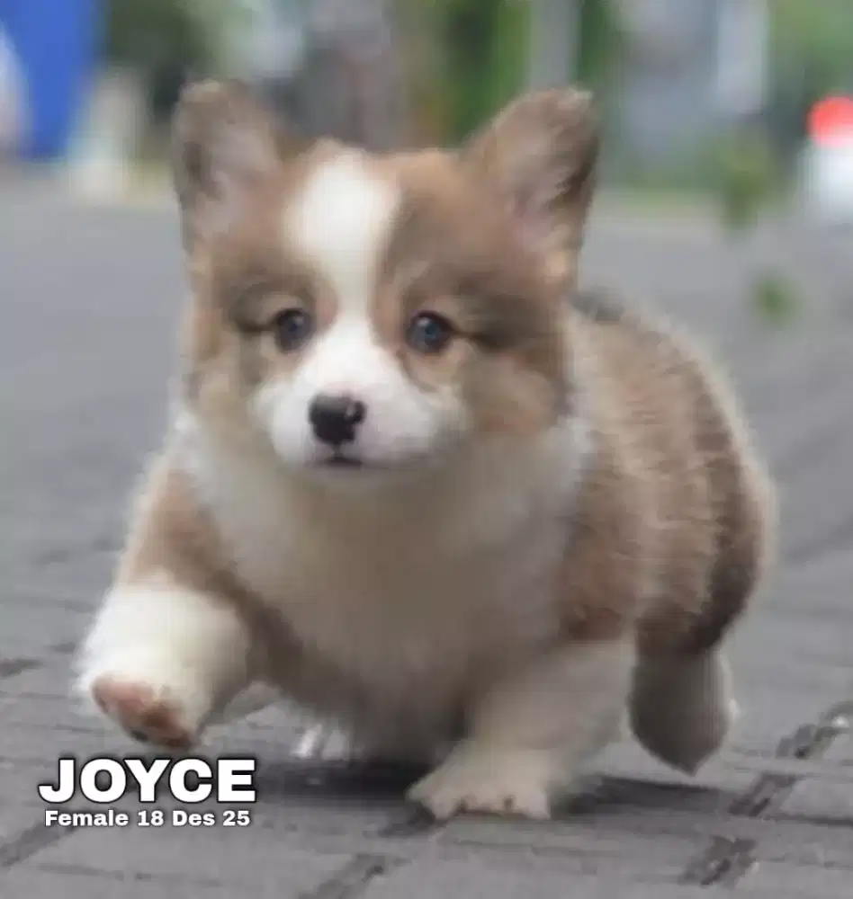 Corgi longhair sable betina •JOYCE•