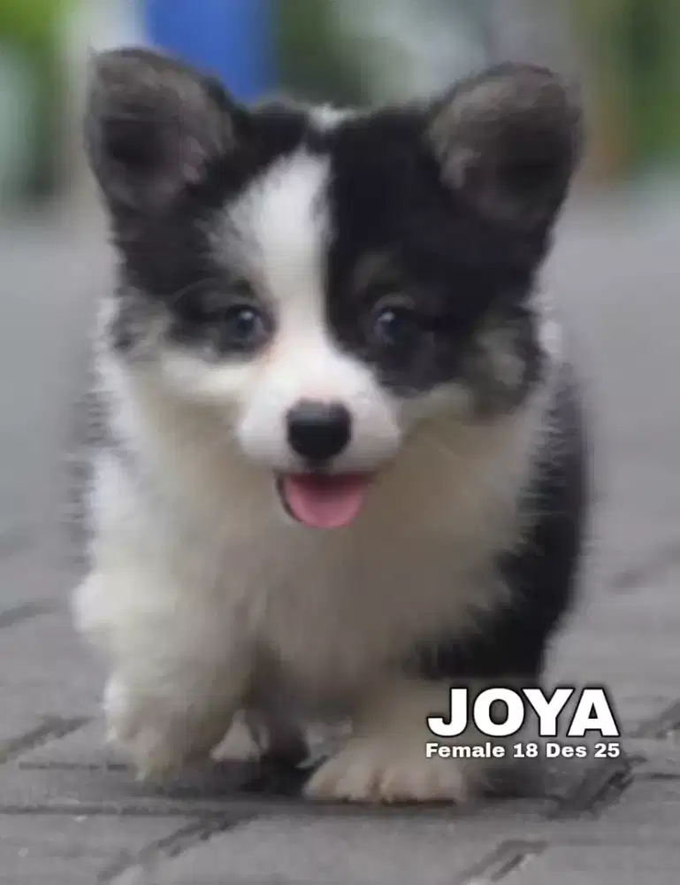 Corgi longhair hitam putih betina •JOYA•