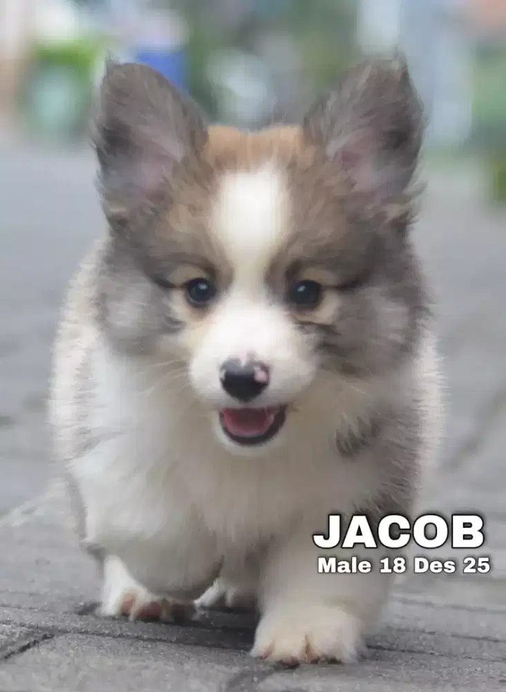 Corgi longhair sable jantan •JACOB•