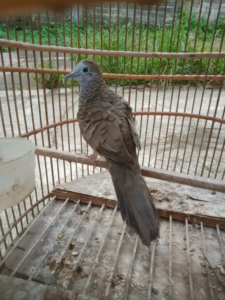 Burung perkutut lokal jinak rajin bunyi buncis kecil