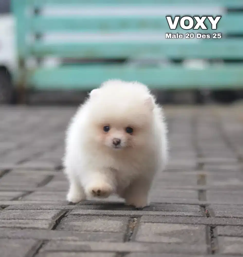 Minipom white cream jantan •VOXY•