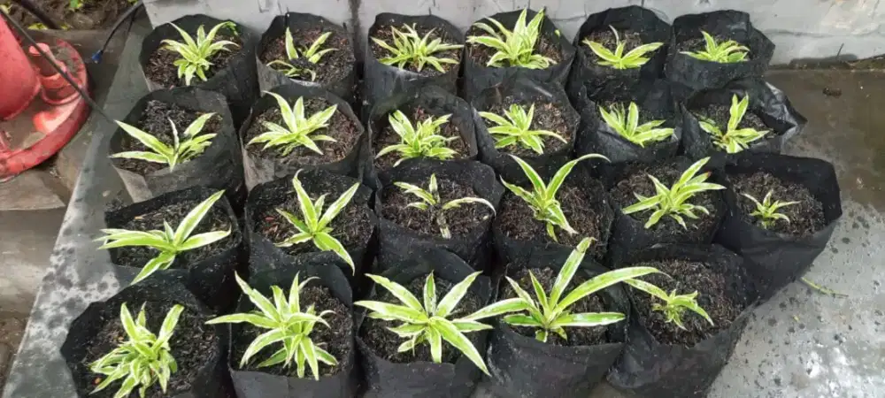 Bibit pohon lili Paris