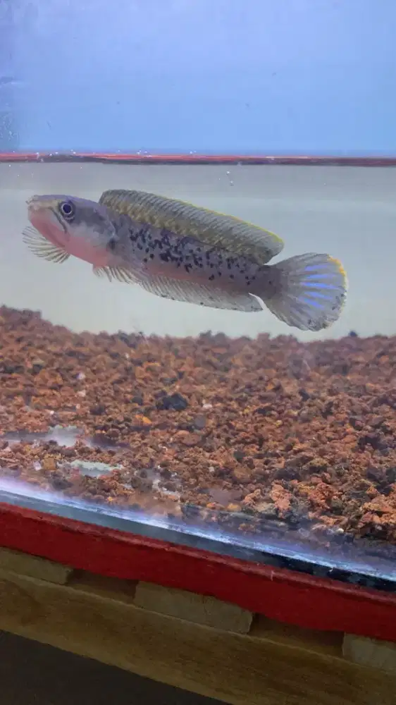 Channa Stewarti 12 cm up