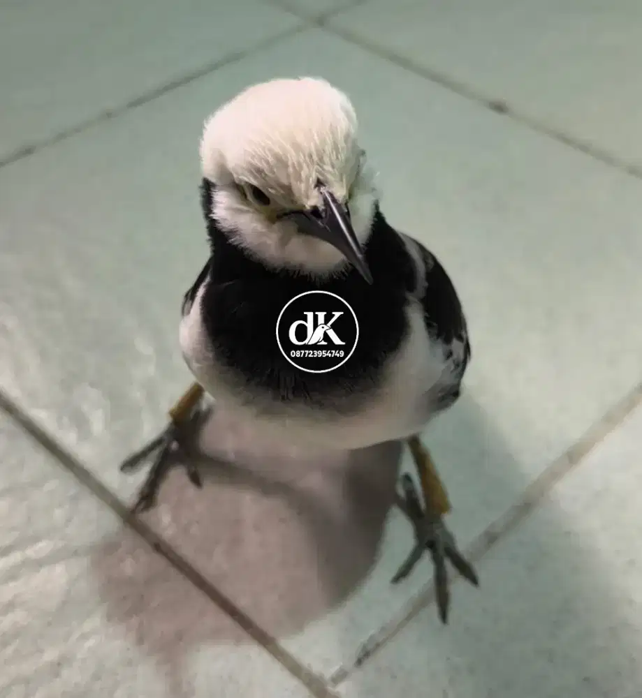 Jalak Hongkong Gacor