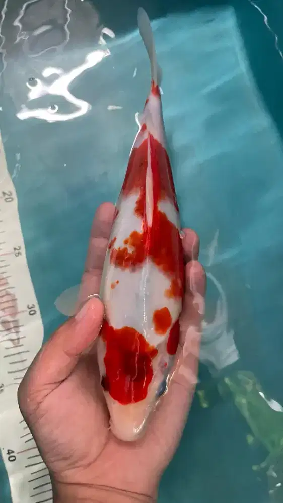 ikan koi showa AKF