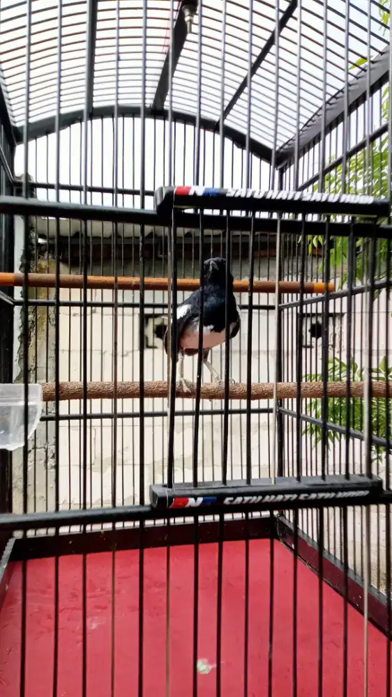 Burung kacer skoci dada putih