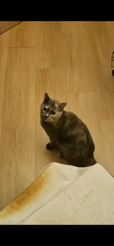 KUCING BSH TORTI BETINA INDUKAN HAMIL