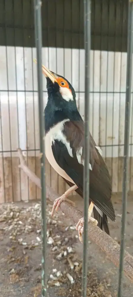 Jual burung  jalak suren gacor.