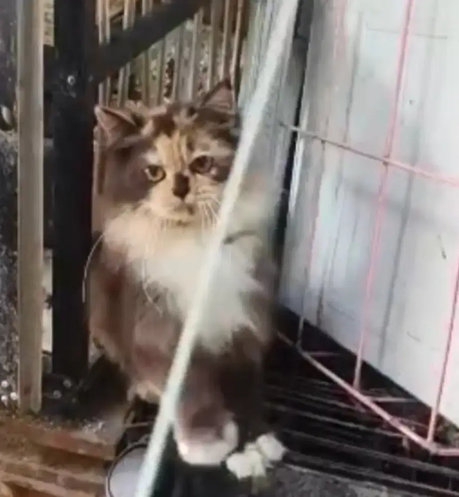 Kucing persia 3 warna