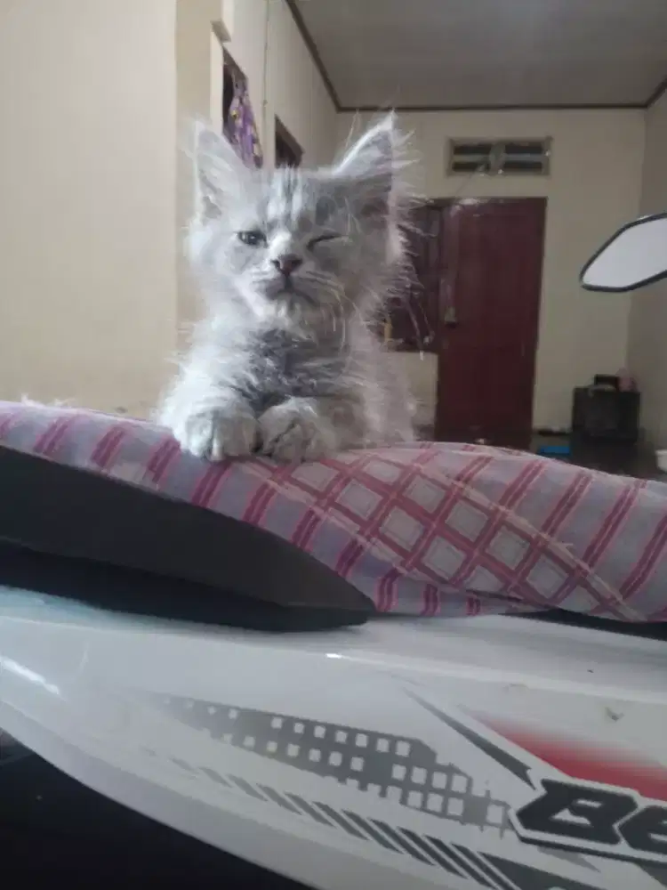 KITTEN PERSIA JANTAN DAN BETINA