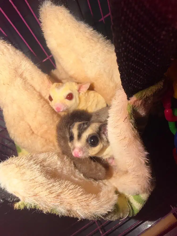2 ekor Sugar glider jantan indukan satu paket kandang