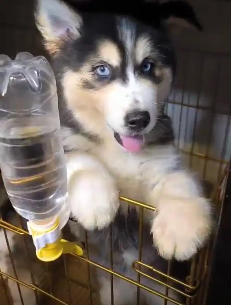 Siberian Husky sudah vaksin 1