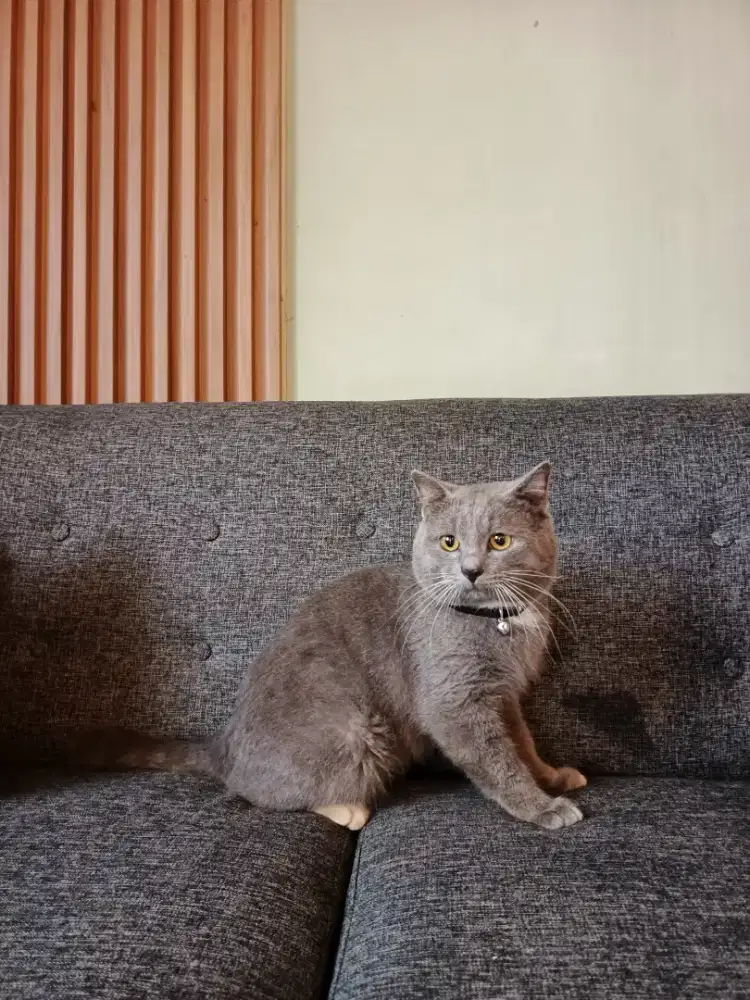 BRITISH SHORTHAIR(BSH)