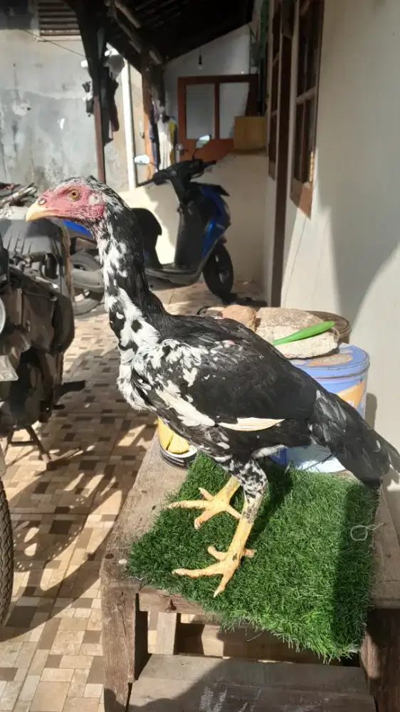 Ayam bangkok usia 5 bulan