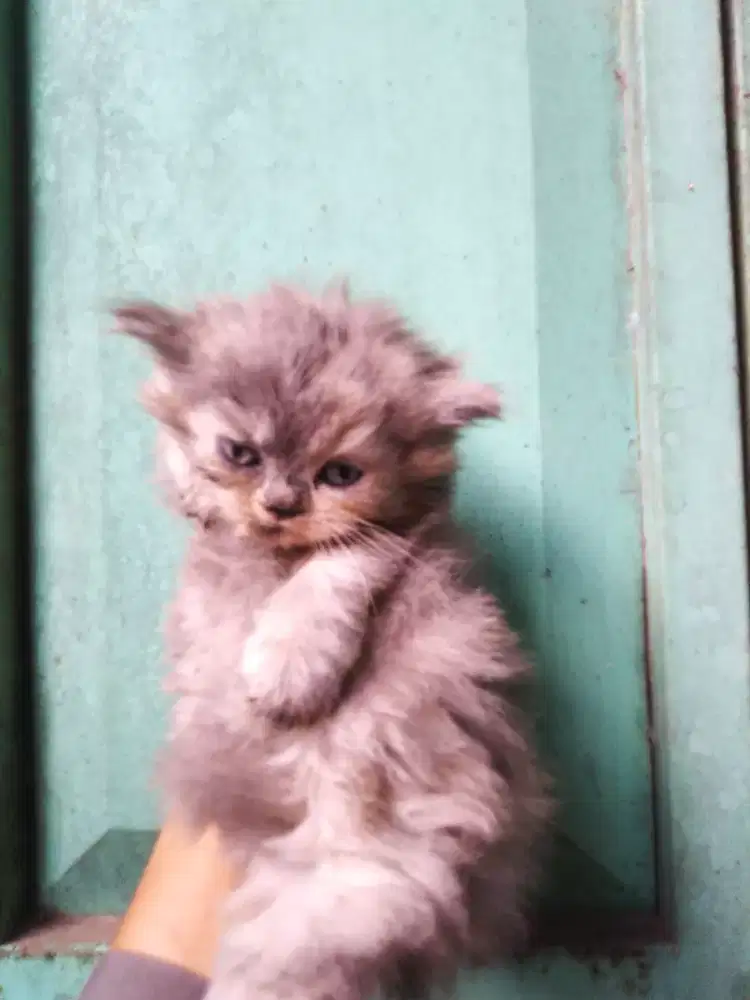 Kucing kitten betina