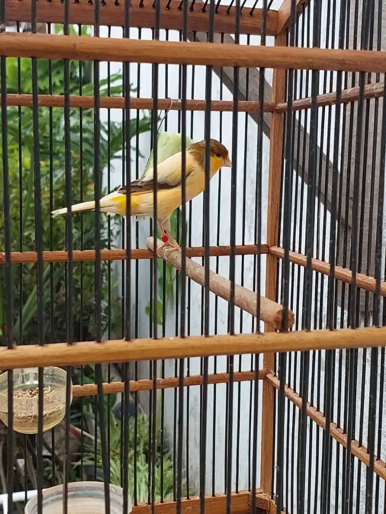 Burung Kenari + Kandang, Godean