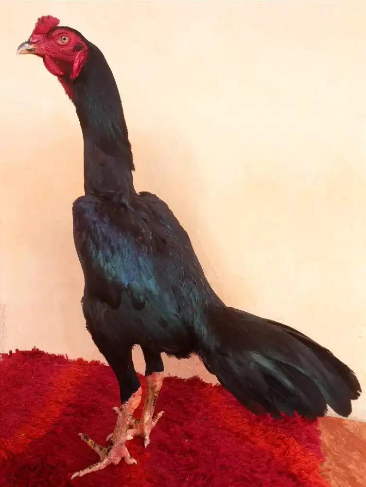 Ayam Bulbie Kumbang Line Khoygon, Umr 10 Bln, Ukuran 4,5 Tulang Kasar