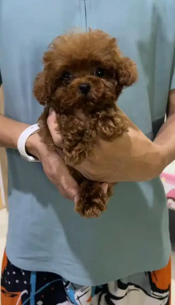 teacup poodle 2 bulan female apricot
