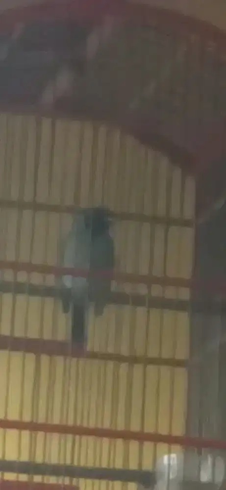 Samyong gacor jinak mulus suara kenceng