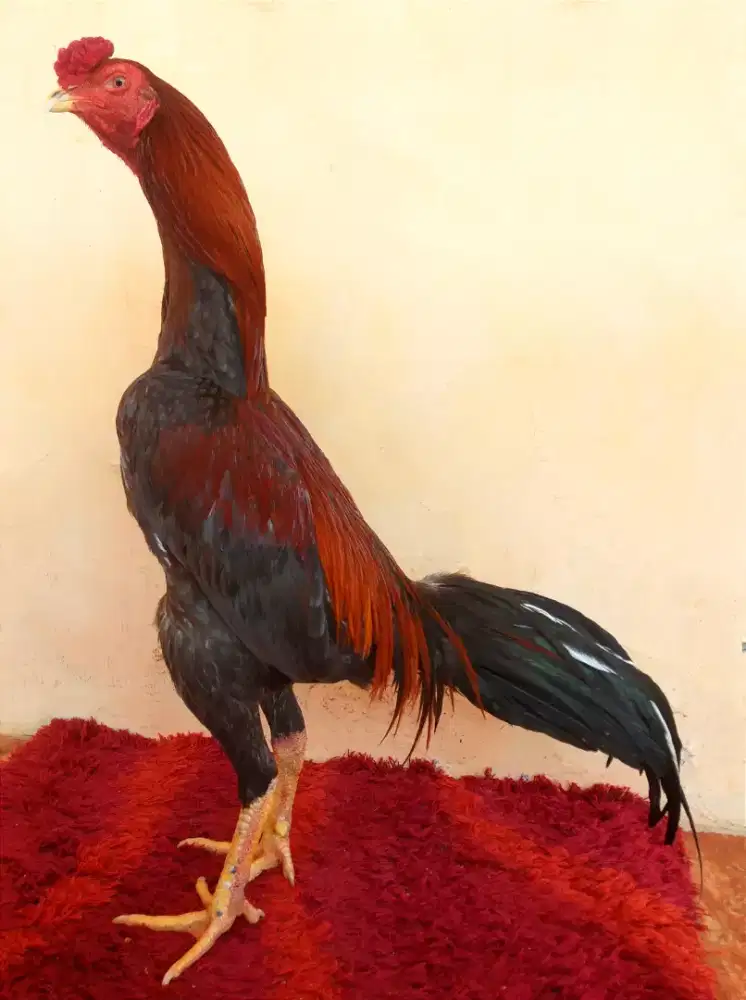 Ayam Line Pamagon, Umur 8 Bulan, Ukuran 4,5 Tulang Kasar + Mewah