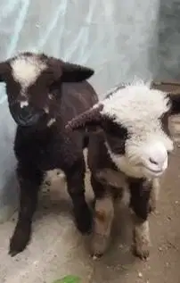 sepasang anakan domba merino super motif hitam putih 4 bulanan unggul