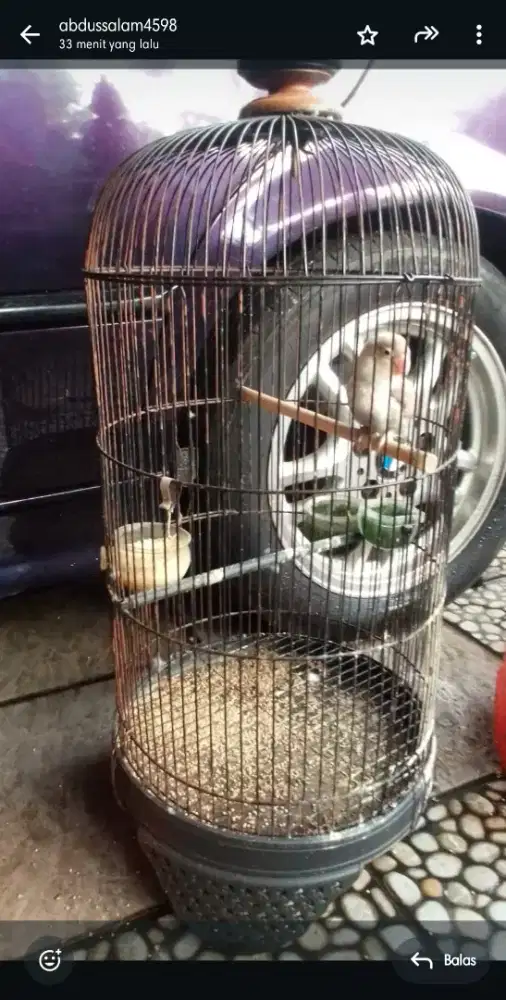 burung lovebird+kandang murah