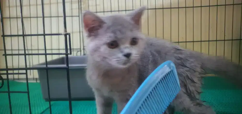 Lepas Adopt BSH Betina Blue