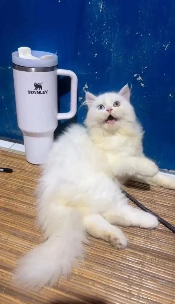 Kucing persia jantan oddeye