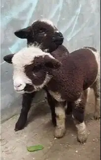 sepasang anakan domba merino motif langka hitam putih exotik unggulan