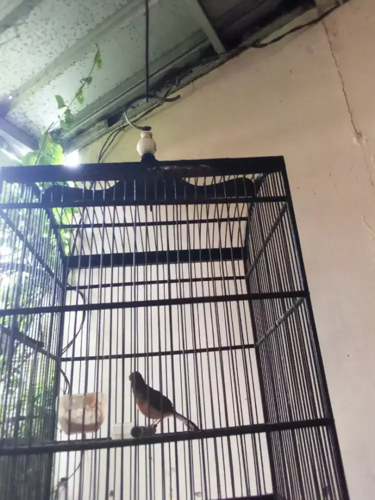 Muray Trotol 2 Bulan sdh Ngeriwik  dan ngeplong kenceng