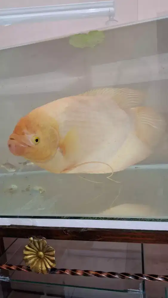 Gurame padang 10 jari