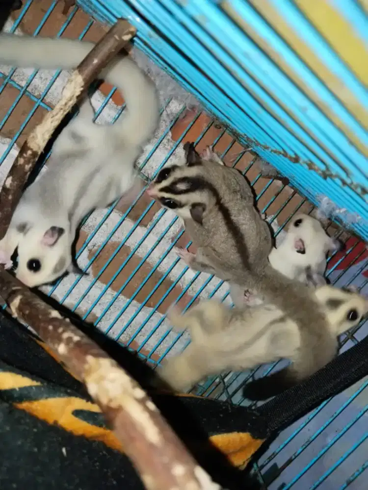 sugar glider mozaic dan platinum