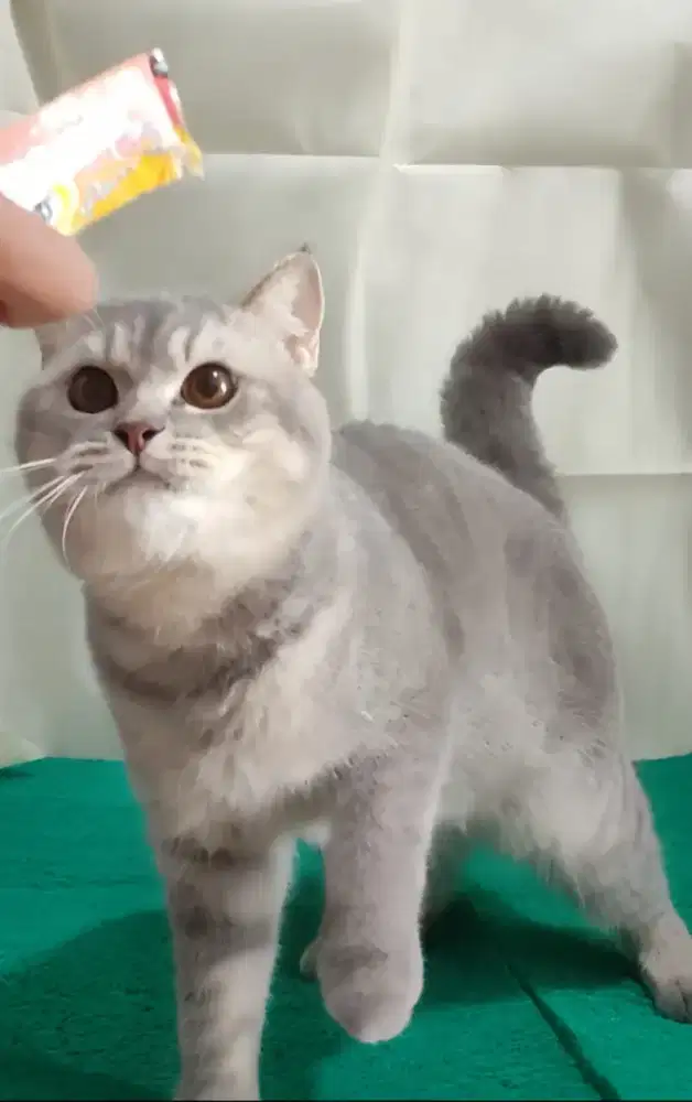 British shorthair tabby jantan