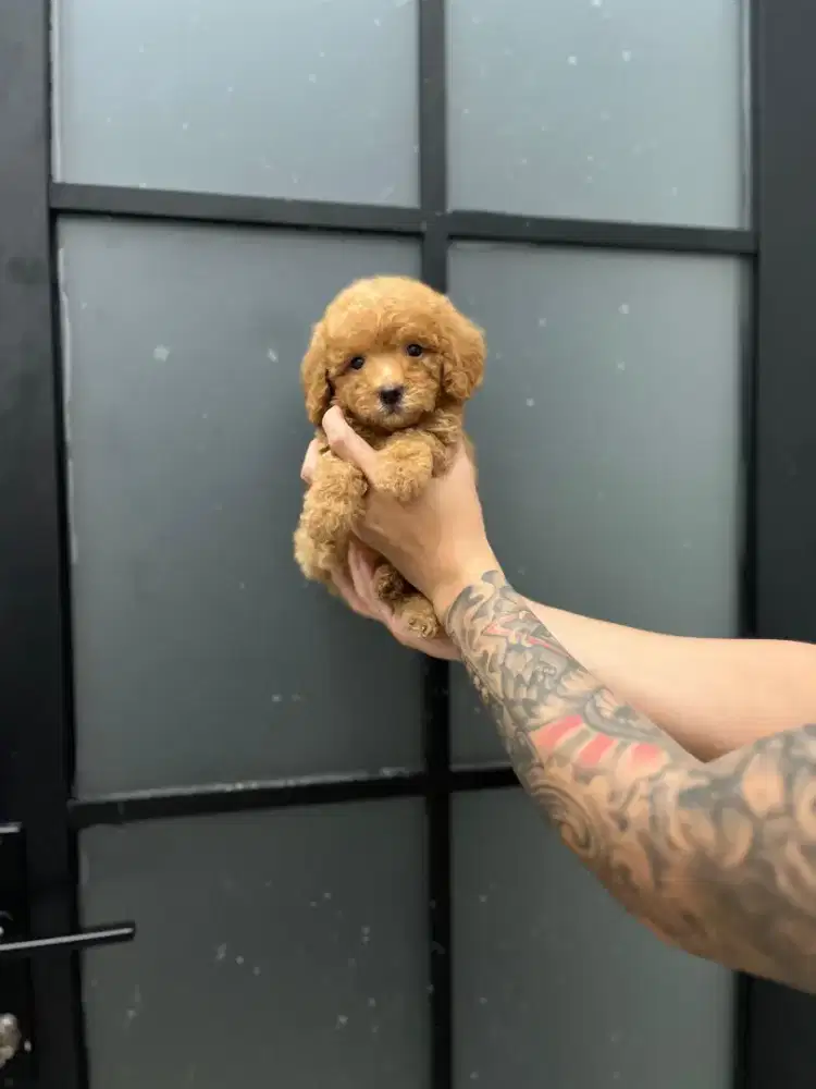 Toy poodle jantan non surat