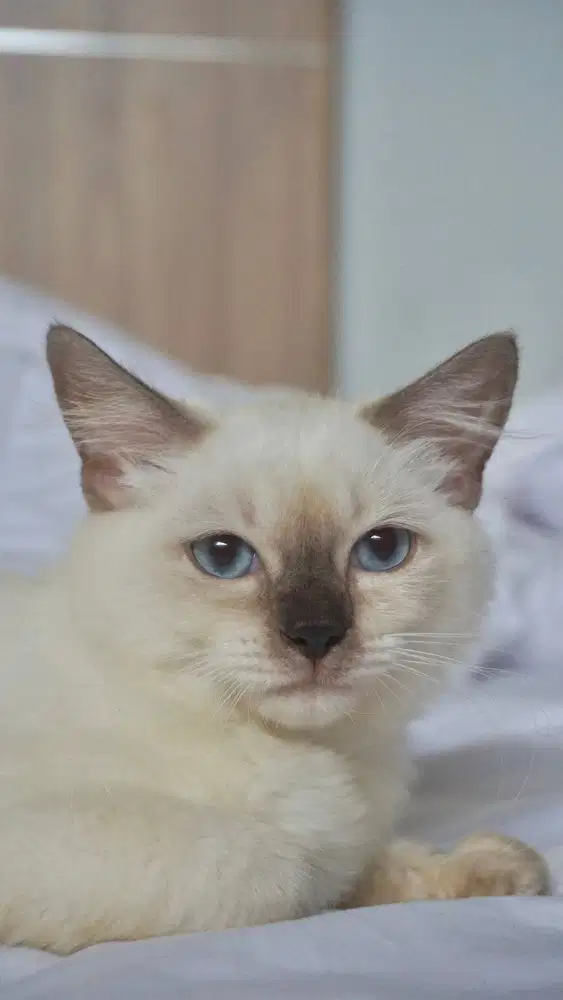 Kucing Birman Longhair Betina