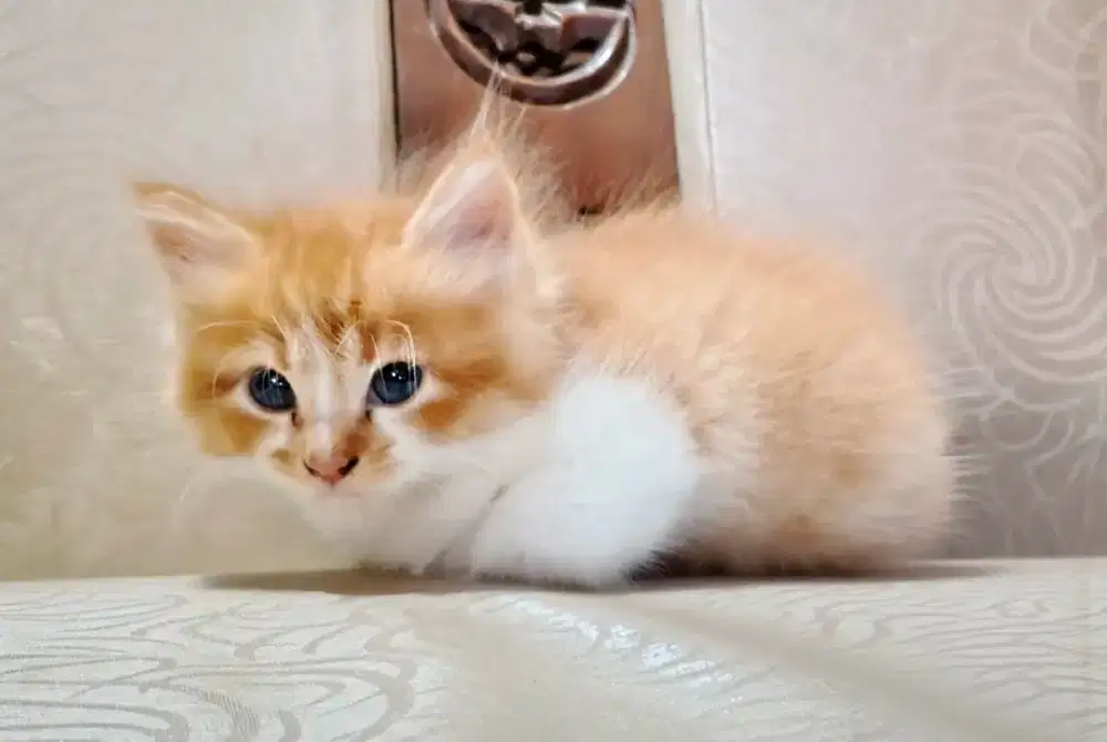 Kitten anak kucing betina