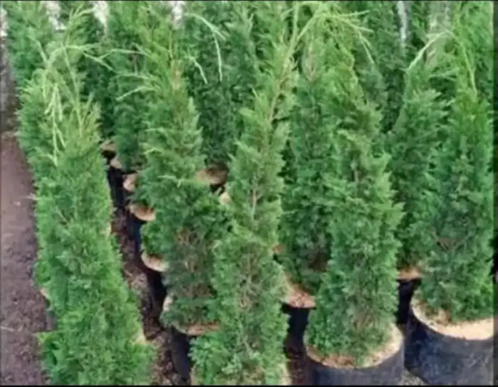 Jual pohon cemara lilin (pohon natal) tinggi 1meter