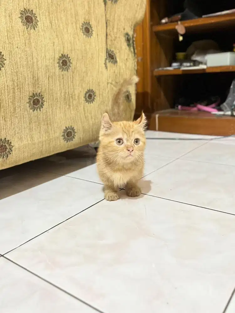 Kucing kitten munchkin kinkalow cebol