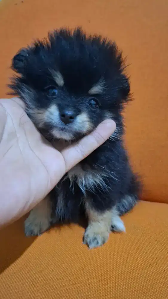 Jual Anakan Anjing Mini Pomeranian Minipom Pure