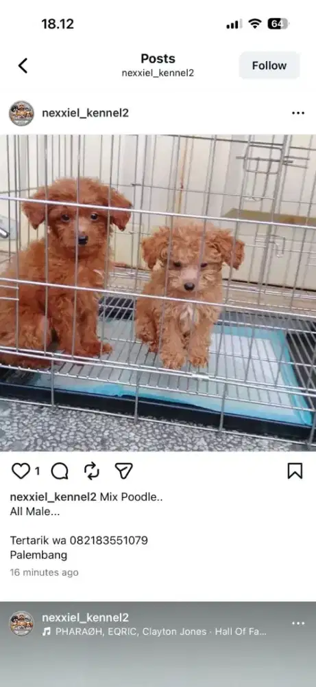 Anjing Mix Poodle