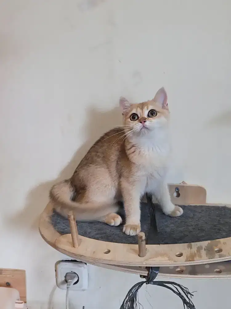 Kitten BSH / British Shorthair Betina Golden