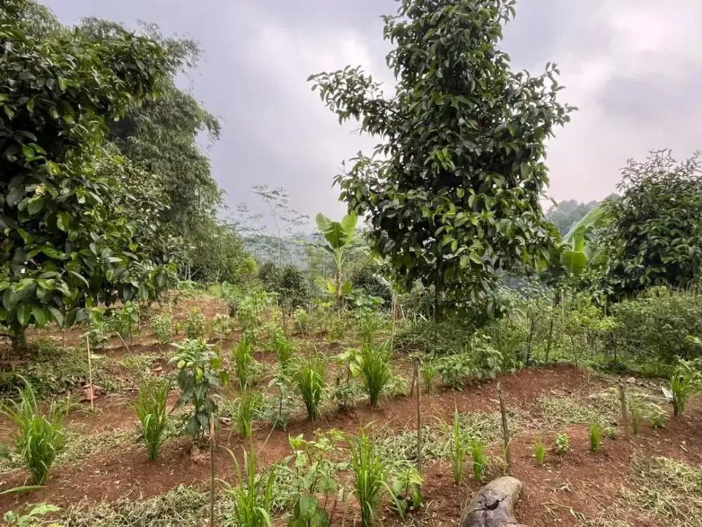 Dijual Murah Tanah Kebun Manggis 1465 m2 di Bojong Purwakarta