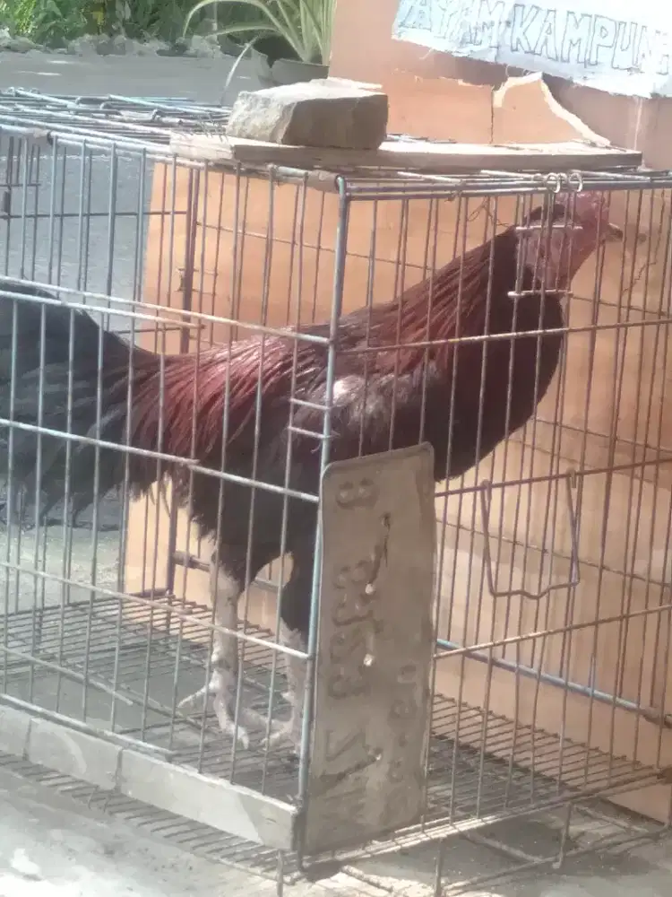 Jual jago kampung lebaran