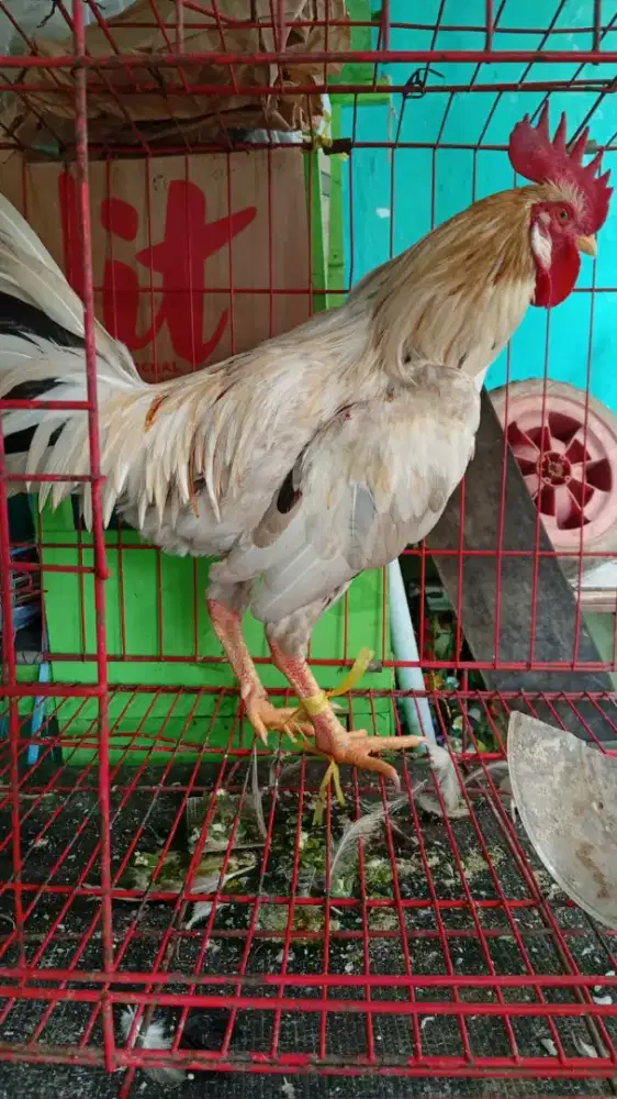 Jual jago kampung lebaran