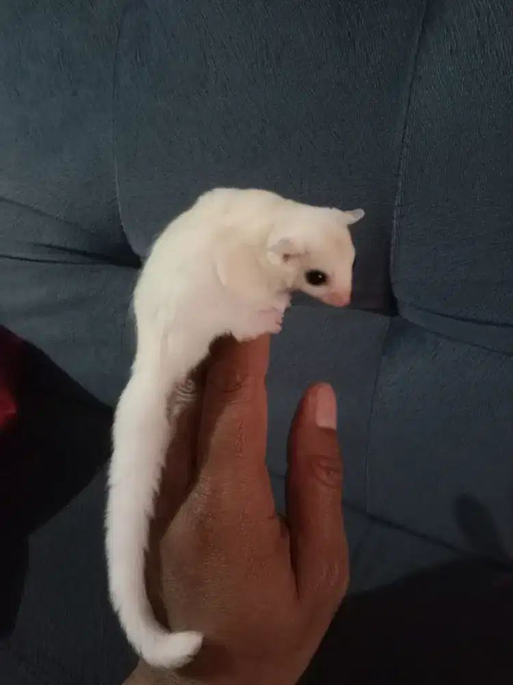 Sugar glider joy leucistic jantan
