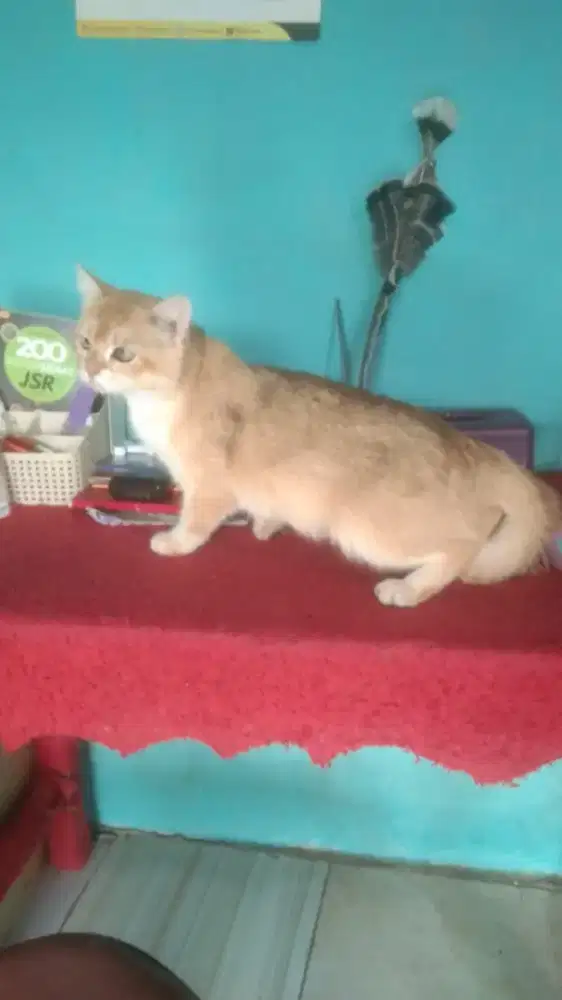 Bsh golden jantan10 bulan  jinak manja