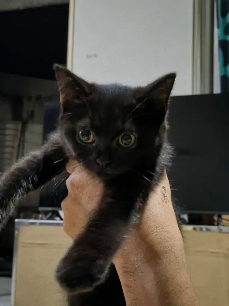 Kucing British Short Hair 4 Bulan