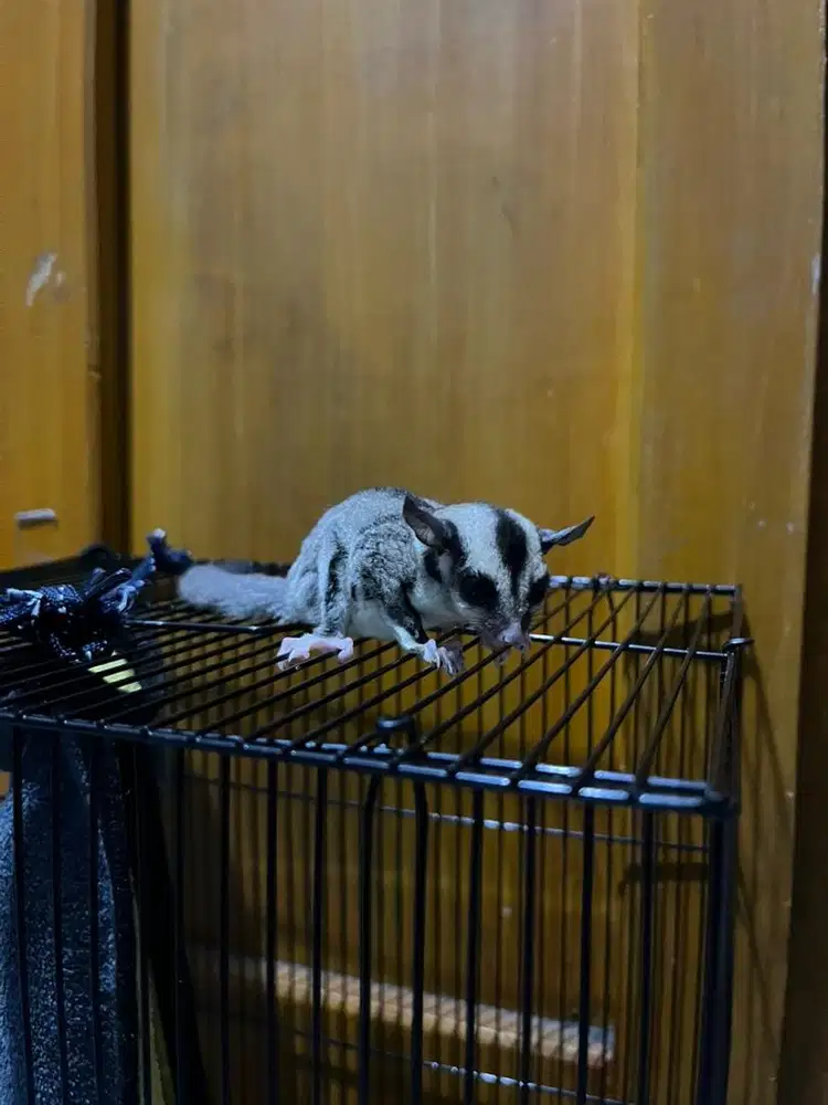 Sugar glider fullset joy umur 1 bulan